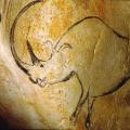 Grotte Chauvet. Rhinocéros (-31 000)
