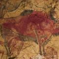 Grotte d'Altamira, bison (- 15 000)