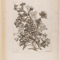 Jean-Baptiste Monnoyer. Livre de toutes les sortes de fleurs, planche 12