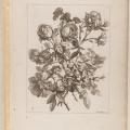 Jean-Baptiste Monnoyer. Livre de toutes les sortes de fleurs, planche 3