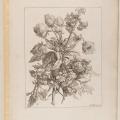 Jean-Baptiste Monnoyer. Livre de toutes les sortes de fleurs, planche 6