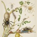 Maria Sibylla Merian. Branche de goyavier avec fourmis, tarentules, araignées et colibri (1702-03)