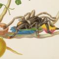 Maria Sibylla Merian. Branche de goyavier avec fourmis, tarentules, araignées et colibri, détail (1702-03)