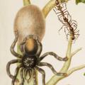 Maria Sibylla Merian. Branche de goyavier avec fourmis, tarentules, araignées et colibri, détail (1702-03)
