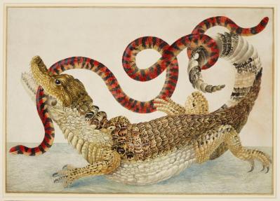 Maria Sibylla Merian. Caïman commun ou à lunettes avec serpent de faux corail d’Amérique du Sud (1705-10)