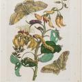 Maria Sibylla Merian. Chenilles, papillons et fleurs (1705)