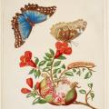 Maria Sibylla Merian. Grenade et papillon Morpho bleu Menelaus (1702-03)