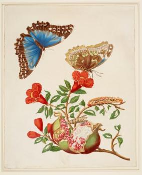 Maria Sibylla Merian. Grenade et papillon Morpho bleu Menelaus (1702-03)
