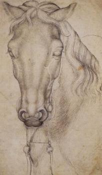 Pisanello. Étude de la tête d’un cheval (1437-38)