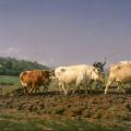 Rosa Bonheur. Labourage nivernais (1849)