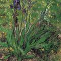 Vincent Van Gogh. Les iris (1889)